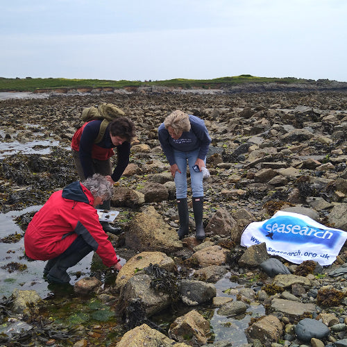 Seasearch volunteers doing a rockpooling survey on Guernsey