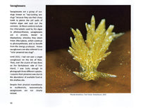 Load image into Gallery viewer, Nudibranchs and Sea-slugs of the Isle of Man
